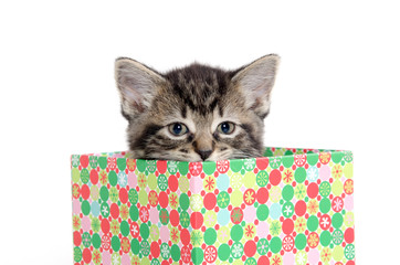 Cute tabby kitten in box