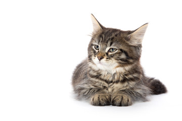 Fototapeta premium Cute tabby kitten