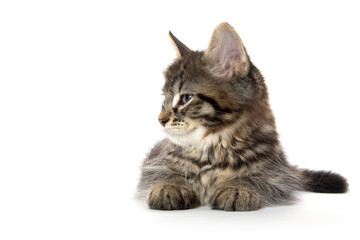 Obraz premium Cute tabby kitten