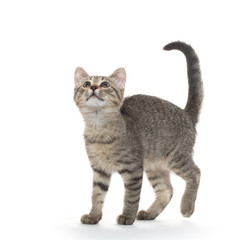 cute tabby cat on white background