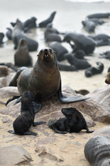 Naklejka premium Cape fur seals on Cape Cross, Namibia