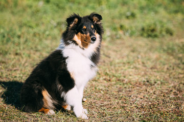 Shetland Sheepdog, Sheltie, Collie Puppy Outdoor