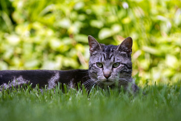 Naklejka na ściany i meble Cute tabby cat in grass