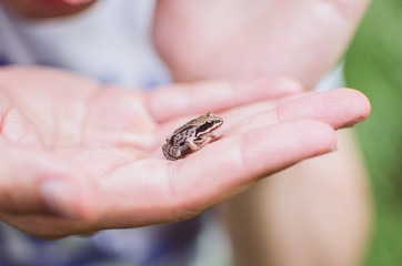 frog sitting on a hand