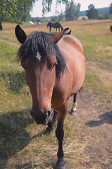 wild, curious horse, looks into the camera lens