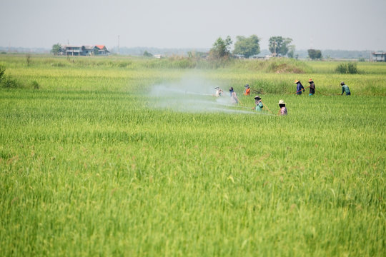group of farmer spraying pesticide in paddy field