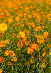 Orange flower in garden park at my home