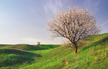 Tree on field and blue sky. Beautiful spring landscape, composit