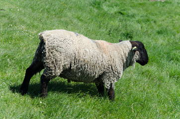 mouton au Mont Saint Michel, France