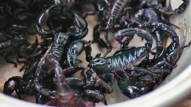 Thailand exotic food - scorpions 