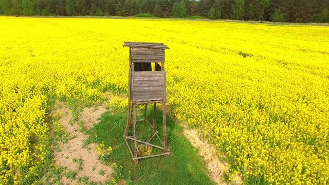 Camera flight around deer-stand or watch tower for hunting of boars in rapeseed fields. Wild-boar is very dangerous pest in Czech agricultural landscape. Agriculture in Czech Republic, European Union.
