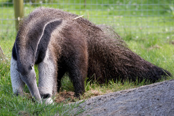 Naklejka premium Giant Anteater (Myrmecophaga triductyla)