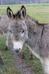 Fototapeta premium donkey / Young donkey in a meadow 