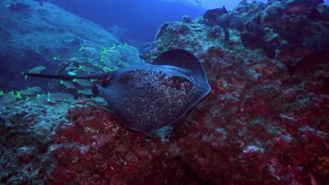 Black blotched stingray (Takeniurops myelin) swims over deep, rocky reef in Caribbean Cocos Costa Rica. Underwater landscape, canyons, walls, caves. Amazing  array of marine life ready for exploration