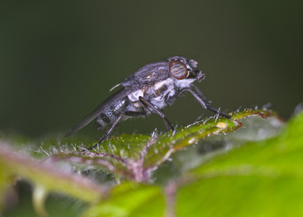 Stomorhina lunata