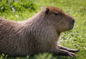 Capybara (Hydrochoerus hydrochaeris)