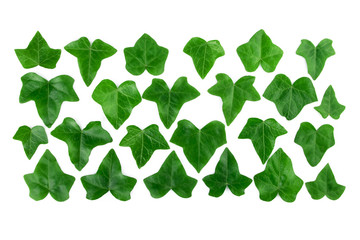 Pattern row of green ivy leaves isolated on white background. Flat lay.
