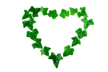Green ivy leaves in a heart shape on white background. Flat lay.