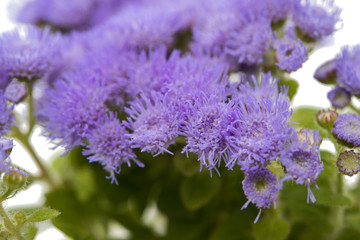 blue ageratum flowers isolated