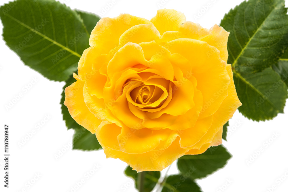 Poster yellow rose isolated