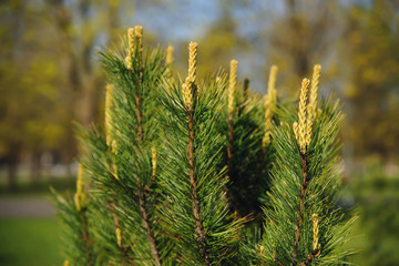 Young Siberian pine tree (Pinus sibirica) branches in the city park at springtime