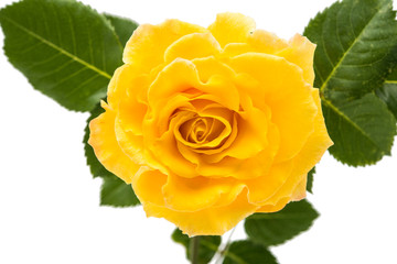 yellow rose isolated