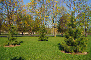 Young Siberian pine trees (Pinus sibirica) in the city park at springtime