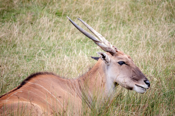 Common Eland (Taurotragus oryx)