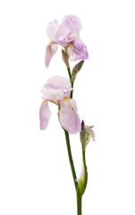 Fototapeta premium iris flowers isolated