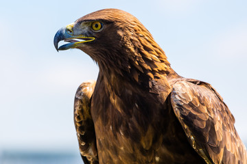 Steinadler