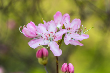 Fototapeta na wymiar flowering rhododendron closeup