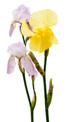 Naklejka na ściany i meble iris flowers isolated