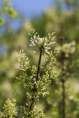 branch of white lilac