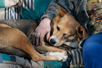 The dog and the hand of an old woman. Man hugging, stroking the dog 