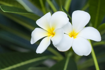Fototapeta na wymiar White and yellow Plumeria flowers in natural background