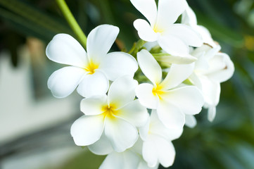 White and yellow Plumeria flowers in natural background