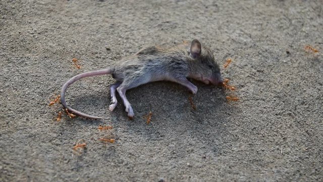 A swarm of ants was eating the corpses of a dead rat on the concrete floor.