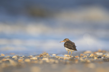 A Spotted Sandpiper stands on a beach covered with small pebbles in the early morning sunlight.