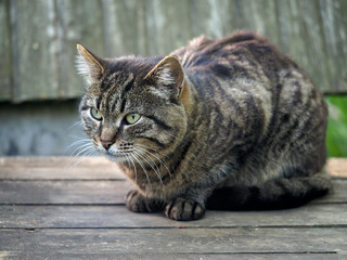 Gray, striped cat on a wooden board 