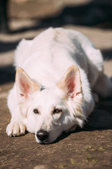 Obraz premium Sad White Swiss Shepherd Dog Berger Blanc Suisse