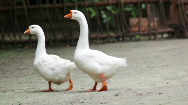 Two geese