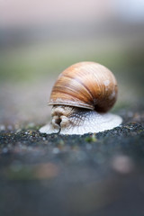 Helix pomatia, Weinbergschnecke oder Schwäbische Auster