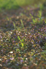 Душистые луговые цветы в траве