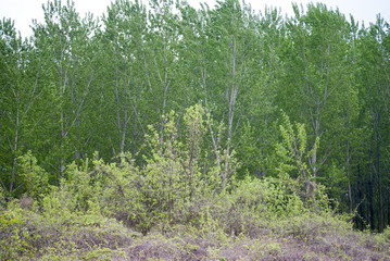 Riverside Forest on bank of Tisa river