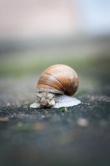 Helix pomatia, Weinbergschnecke oder Schwäbische Auster