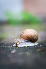 Helix pomatia, Weinbergschnecke oder Schwäbische Auster