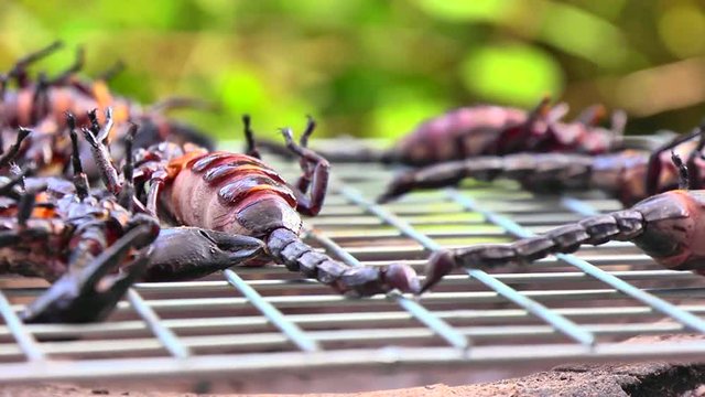 Thailand exotic food - grilled scorpions