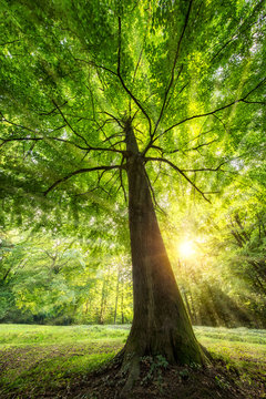 Grüner Baum mit Sonnenstrahlen im Sommer 