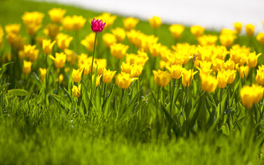 Yellow tulips and green grass in the city