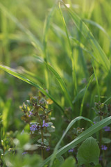 Душистые луговые цветы в траве